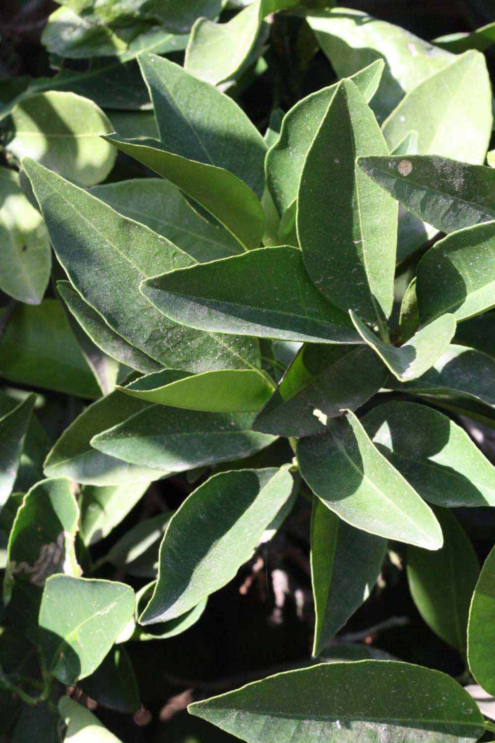              Sun leaves (Riverside, CA)       